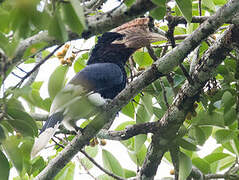 Brown-cheeked Hornbill