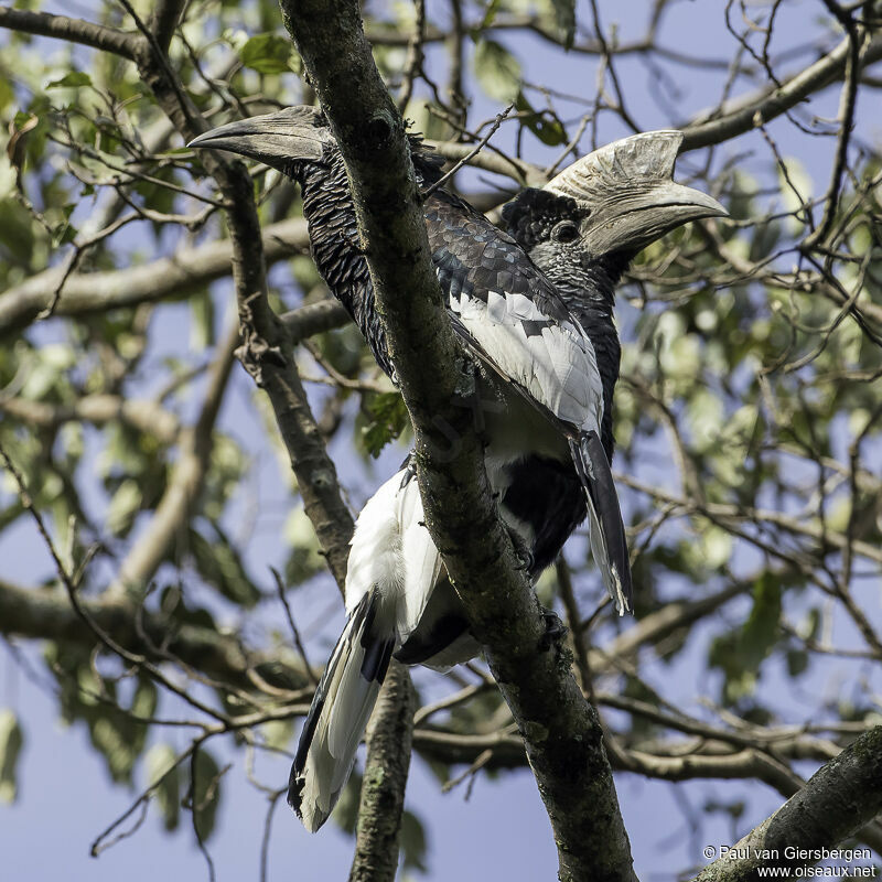 Black-and-white-casqued Hornbilladult