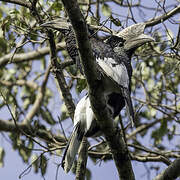 Black-and-white-casqued Hornbill