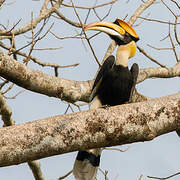 Great Hornbill