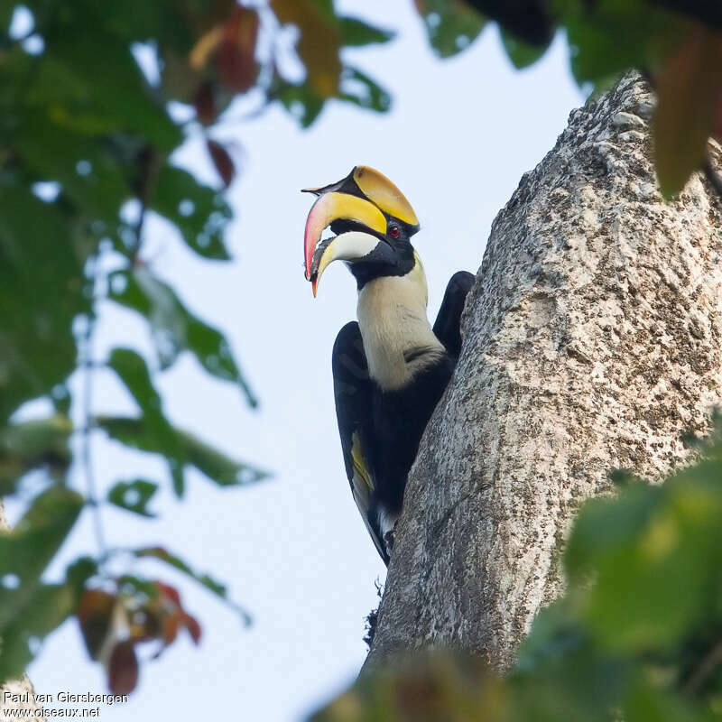Great Hornbill male adult, Reproduction-nesting
