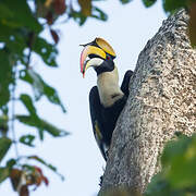 Great Hornbill