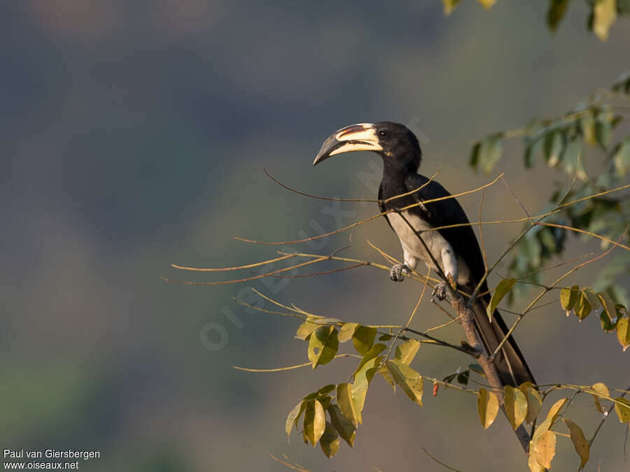 West African Pied Hornbilladult