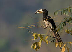 West African Pied Hornbill