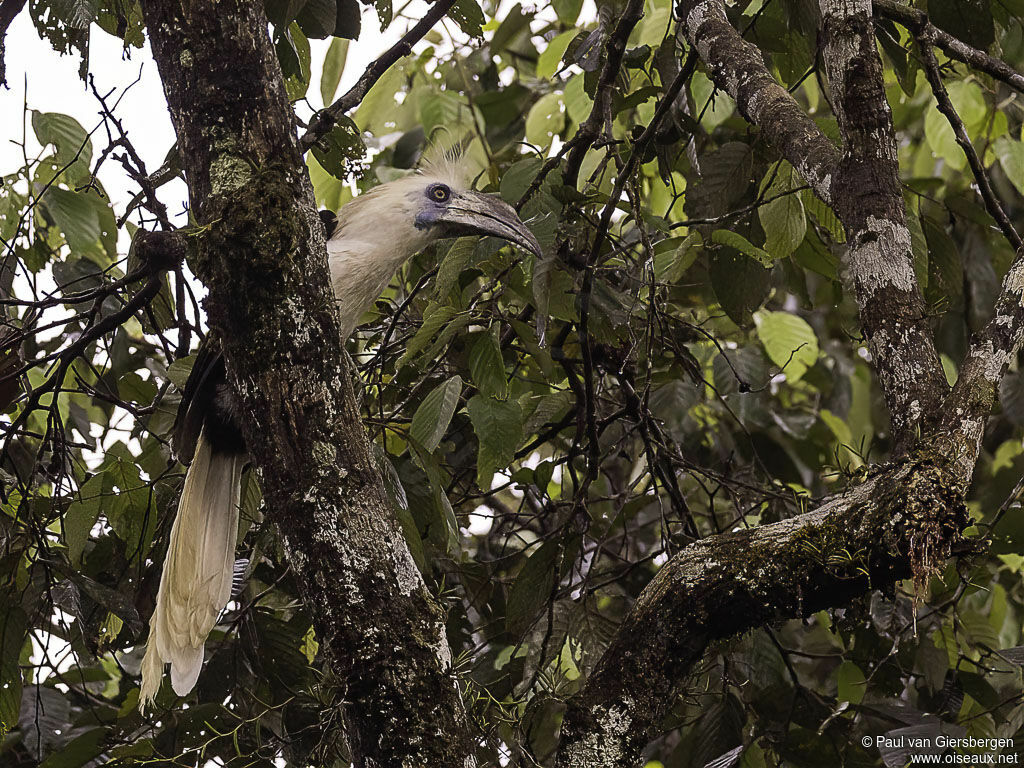 White-crowned Hornbilladult