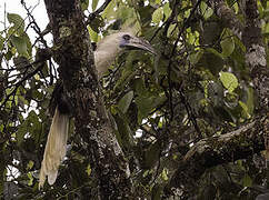 White-crowned Hornbill