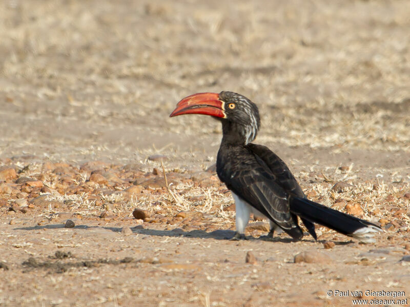 Crowned Hornbilladult