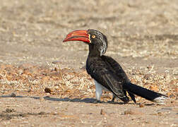 Crowned Hornbill