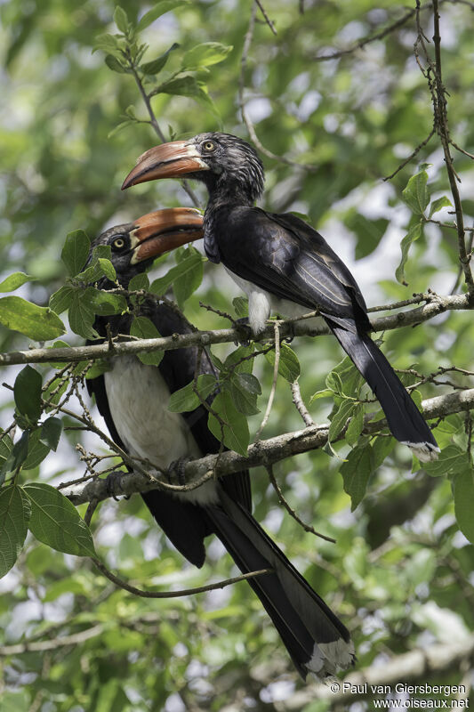 Crowned Hornbilladult