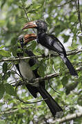 Crowned Hornbill