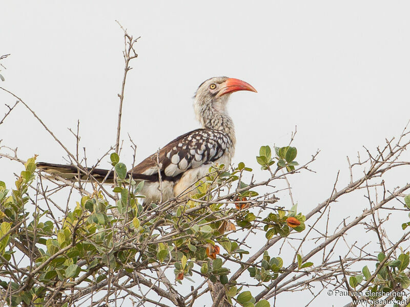 Southern Red-billed Hornbilladult