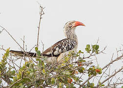 Southern Red-billed Hornbill