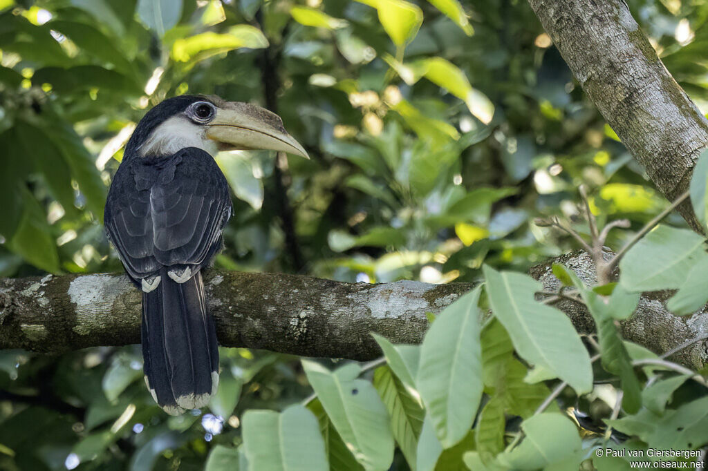 Calao d'Austenadulte