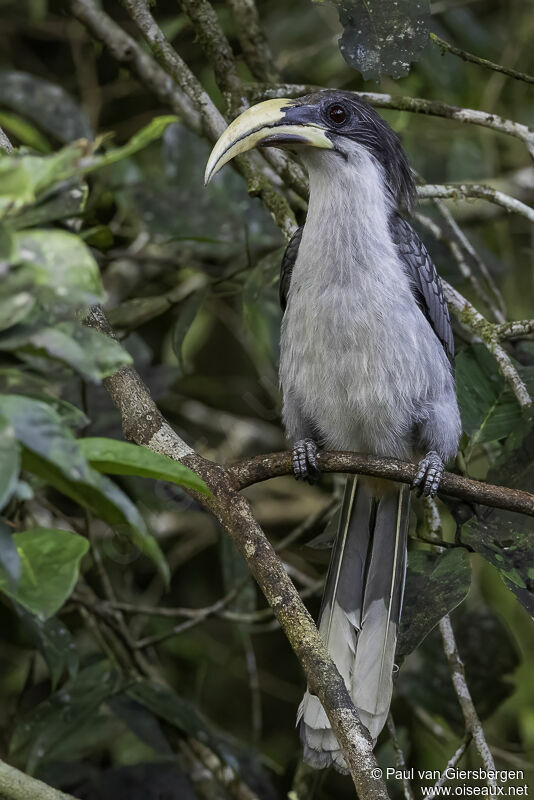 Sri Lanka Grey Hornbill male adult