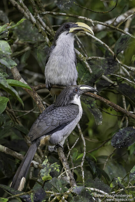 Sri Lanka Grey Hornbilladult