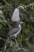 Sri Lanka Grey Hornbill