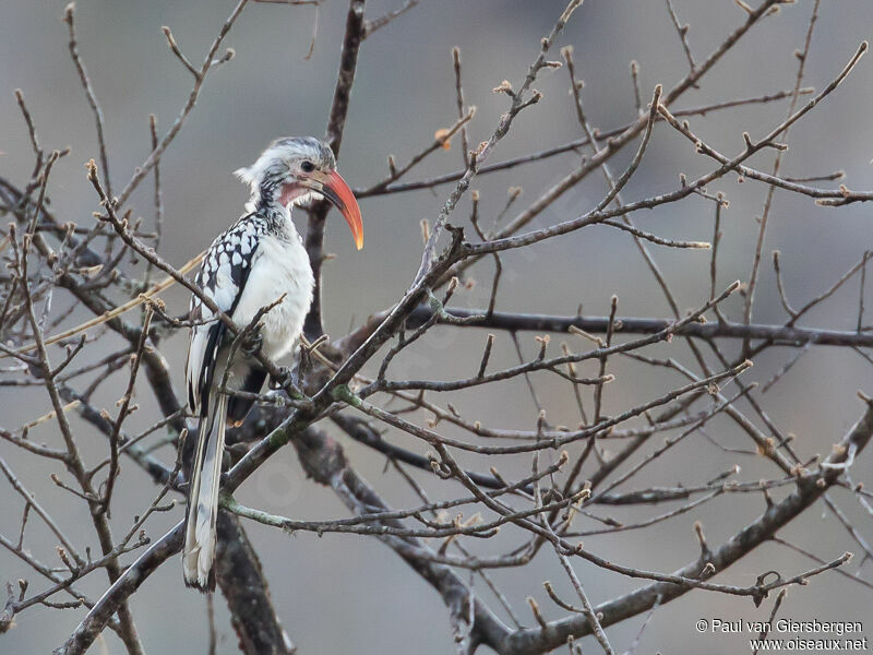 Damara Red-billed Hornbill