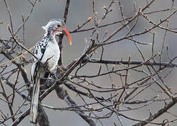 Damara Red-billed Hornbill