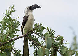 Von der Decken's Hornbill