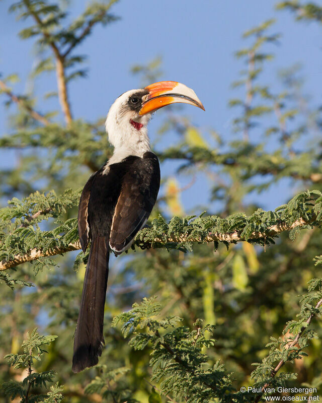 Von der Decken's Hornbill