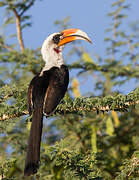 Von der Decken's Hornbill