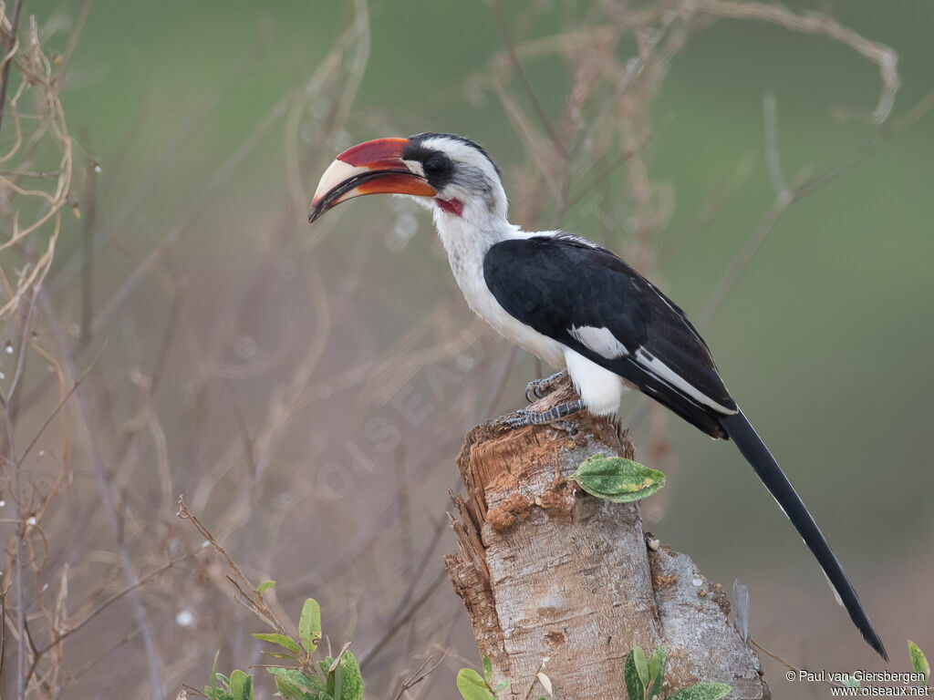 Von der Decken's Hornbill male adult