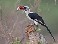 Von der Decken's Hornbill