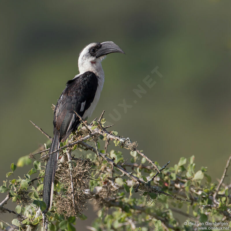 Von der Decken's Hornbill female adult