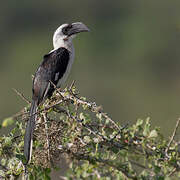 Von der Decken's Hornbill