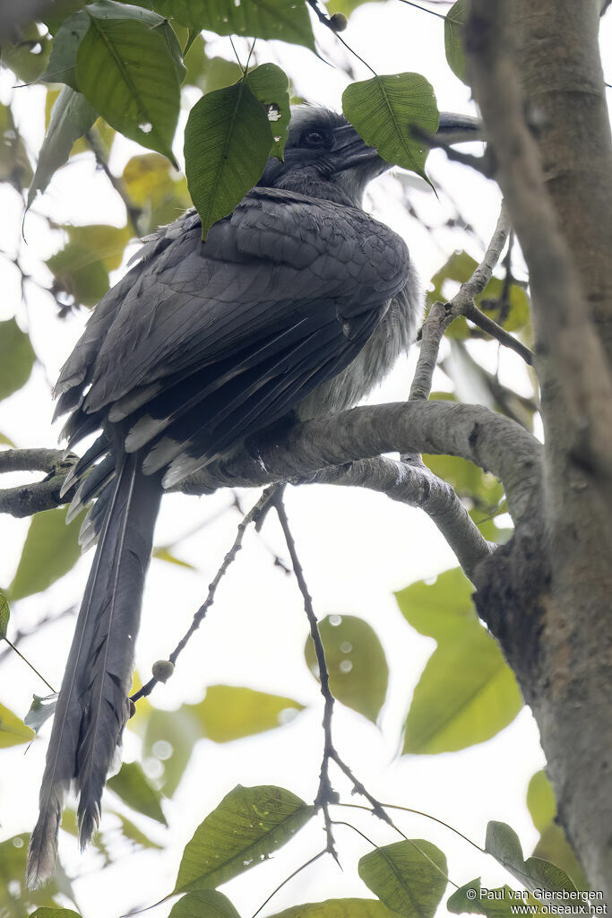 Indian Grey Hornbill