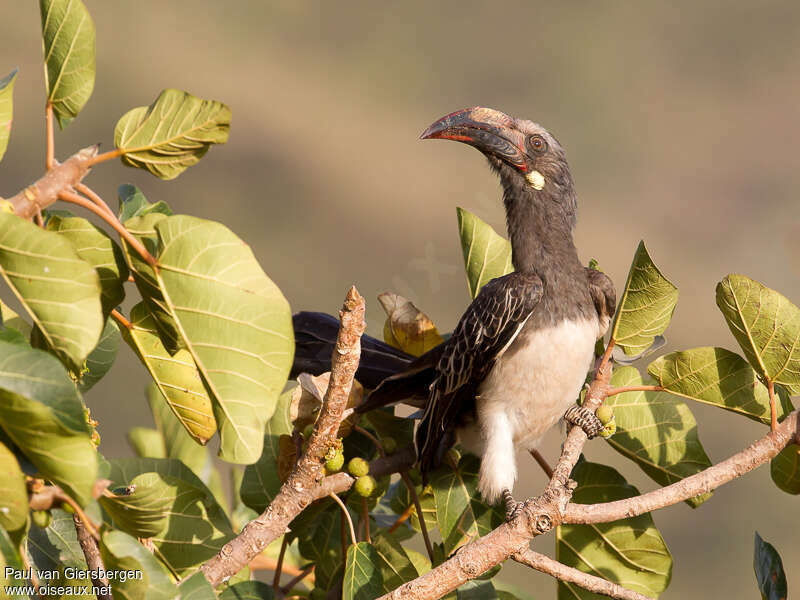 Hemprich's Hornbilladult