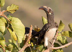 Hemprich's Hornbill