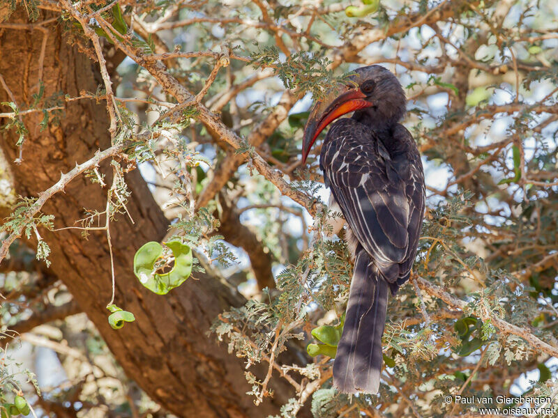 Hemprich's Hornbill