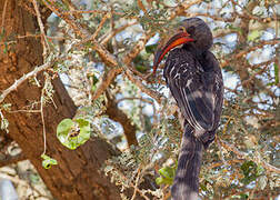 Hemprich's Hornbill