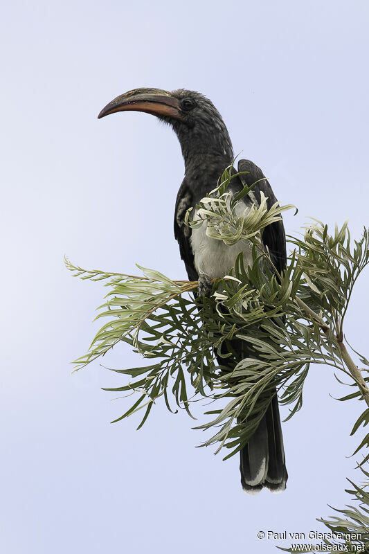 Hemprich's Hornbill male adult