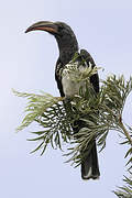 Hemprich's Hornbill