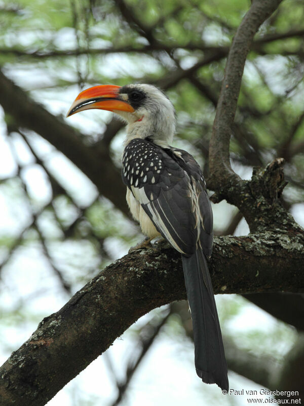 Jackson's Hornbill male adult