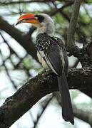 Jackson's Hornbill