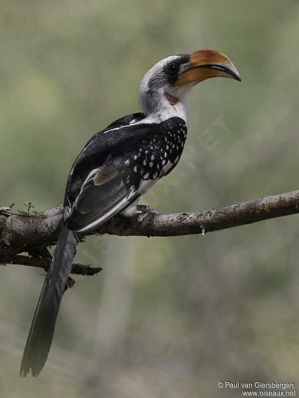 Jackson's Hornbill male adult