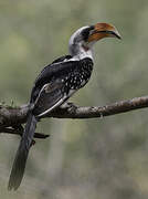 Jackson's Hornbill