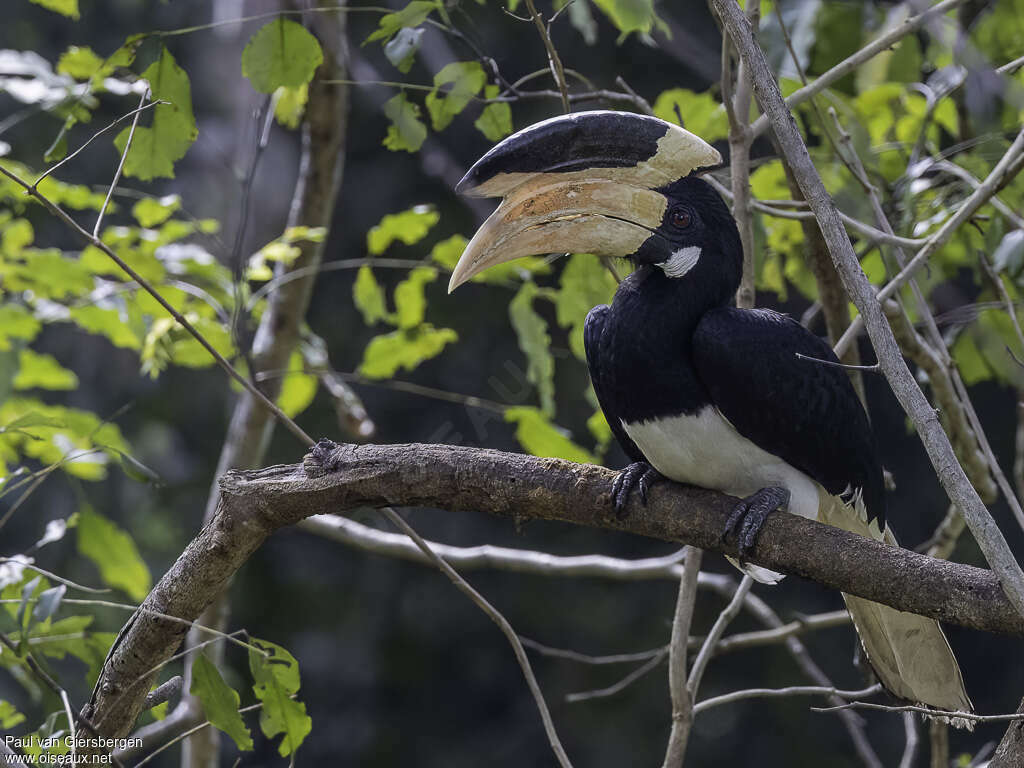 Malabar Pied Hornbill male adult, identification