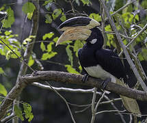 Malabar Pied Hornbill