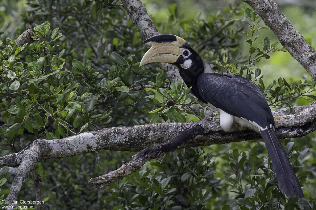 Calao de Malabar femelle adulte, identification