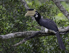 Malabar Pied Hornbill