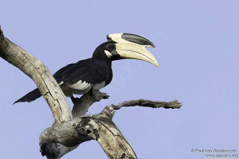 Malabar Pied Hornbill male adult