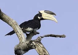 Malabar Pied Hornbill