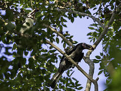 Luzon Hornbill