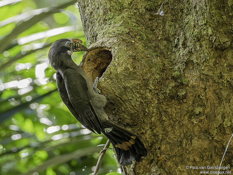 Luzon Hornbill female adult