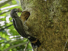 Luzon Hornbill