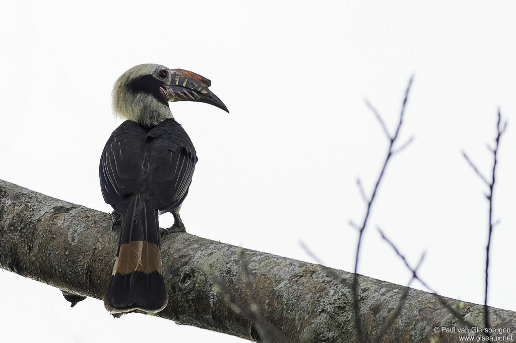 Luzon Hornbill male adult